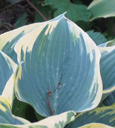 2010 Hosta of the Year - Hosta 'First Frost'