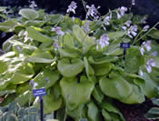 2004 Hosta of the Year - Hosta 'Sum and Substance'