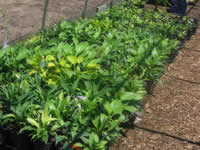 Hosta seedlings outdoors