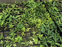 Hosta seedlings