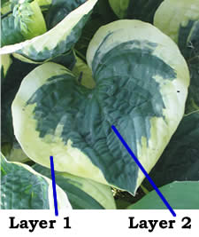 Hosta leaf tissue layers
