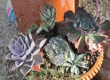Succulents in container