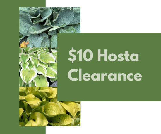 Hosta Clearance