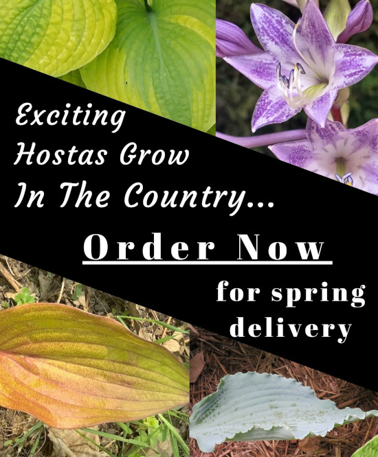 2026 Catalog of Hostas & Companions - order now for spring shipping