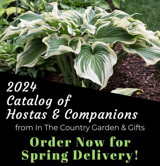 2024 Catalog of Hostas & Companions - Order now for spring delivery