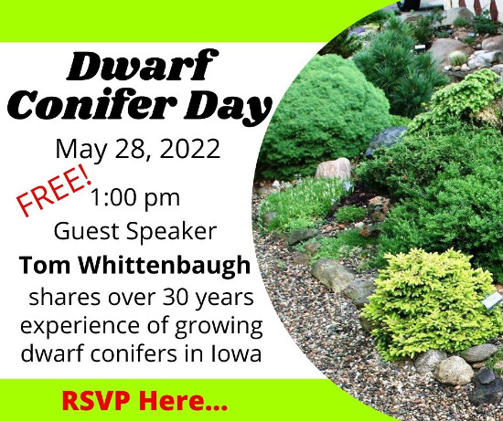 Dwarf Conifer Day, May 28