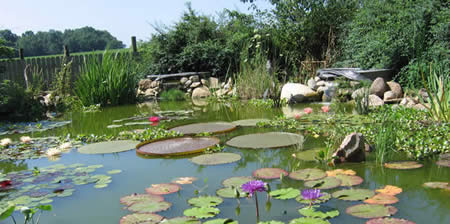Largest pond full of water lilies