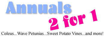 Sale - annuals half price - coleus, wave petunias, sweet potato vines, and more