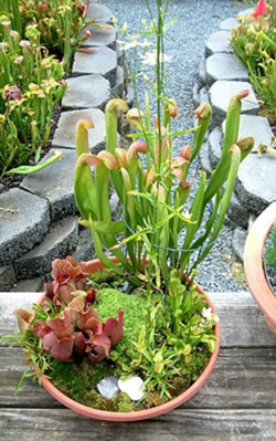 Carnivorous Plant Bog Bowl Workshop