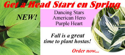 Fall is a great time to plant Hostas