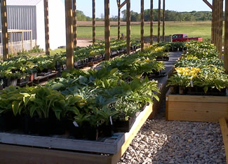 Hosta growing area at In The Country