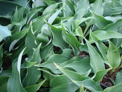 Hosta Baja White