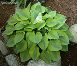 Hosta Luna Moth