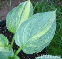 Hosta Powder Keg