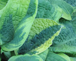 Hosta Swap