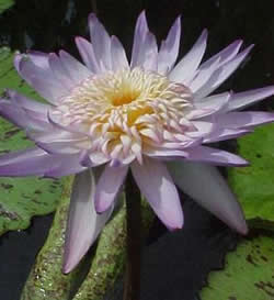 Tropical Water Lily Midnight Embers