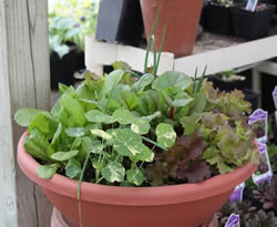 Salad Bowl Workshop