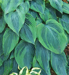 Hosta Devil's Advocate