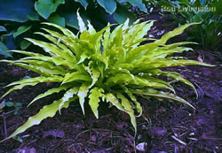 Hosta Atom Smasher