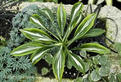 Hosta Sparkler
