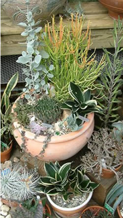 Succulent Garden Workshop