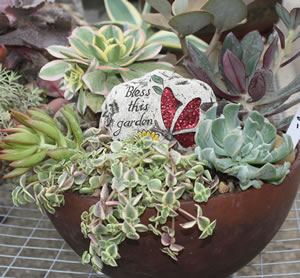Succulent Garden Workshop