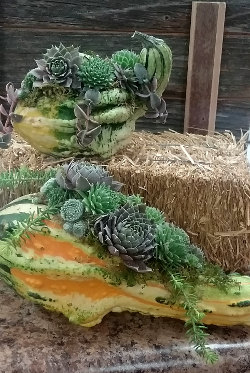 Succulent Gourd