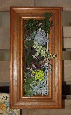 Succulent picture frame