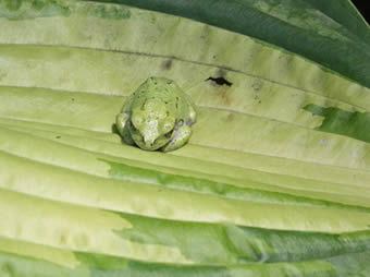 Tree frog on hosta leaf