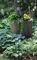 Wilkins Garden