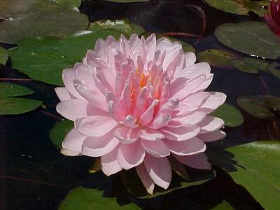 Lilypons Water Gardens