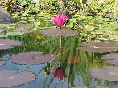 Lilypons Water Gardens