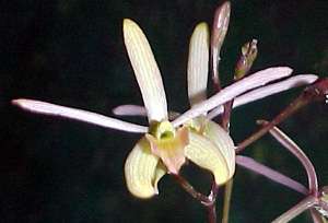 Epidendrum longifolia x Laelia lilliputana