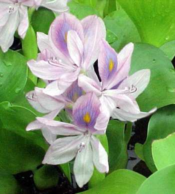 Water hyacinth flower.