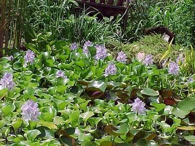 Water hyacinths.