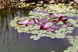 Pink water lily.