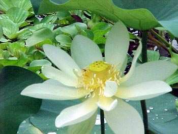 Lotus blossom.
