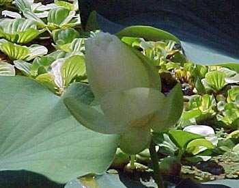Lotus bud.