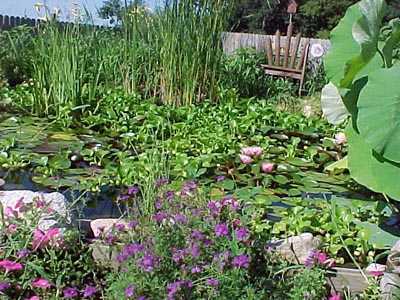 Picture of pond.