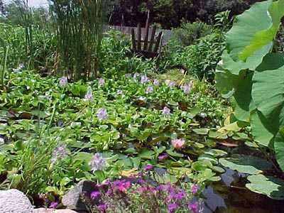 Pond with water hyacinths blooming.