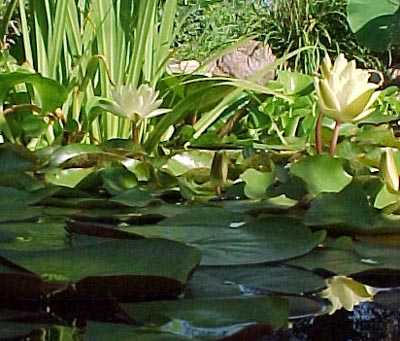 Yellow water lily.