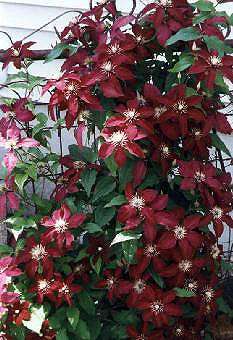 This is a picture of a clematis that grows on an old garden gate in the front yard.