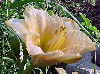 Day Lily Ruffled Carousel