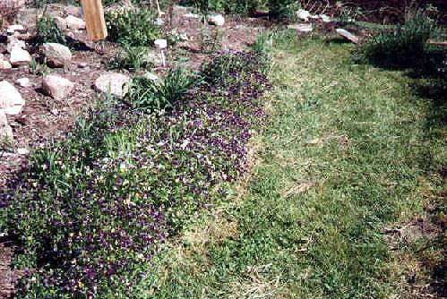 This in on the back side of the pond.  The little purple flowers are Johnny Jump-Ups.  They line both sides of the grass path every spring!