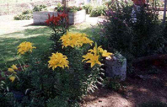 This is a picture of some asiatic lilies growing under the big oak tree that is just visible in the first picture of the tour.  You can also see sedum in front of the lilies, lythrum to the right of the lilies, and a couple hostas at the far left and right.  In the background are raised beds that usually get planted with annuals.
