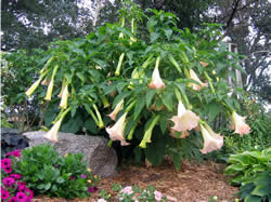 Brugmansia