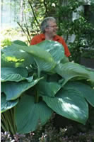 Hosta 'Empress Wu'