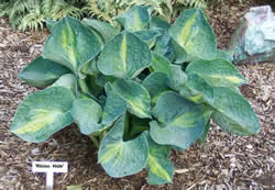 Hosta 'Rhino Hide'