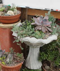 Succulent display
