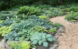 2010 American Hosta Society Convention